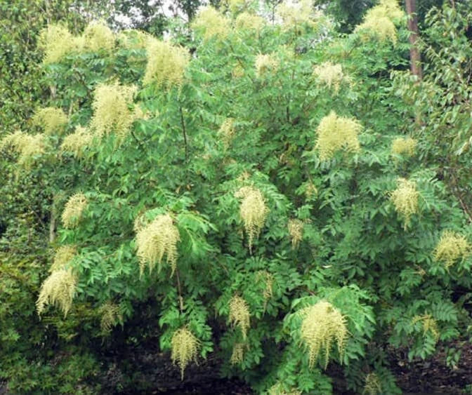 Chinese Sumac Tree Seeds - 30 Pack Nutgall Tree Rhus chinensis