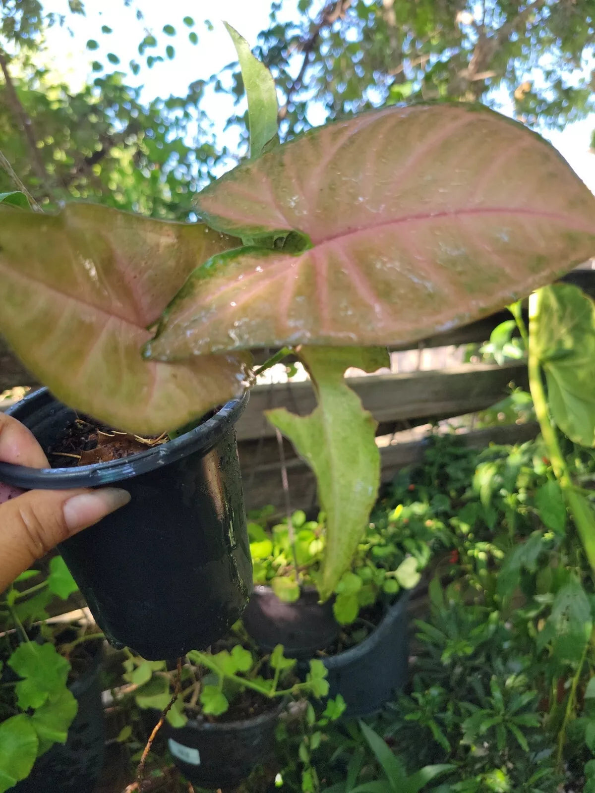 Syngonium Plant Live Potted Neon Robusta Pink Arrowhead Vine - Indoor Houseplant, Trailing Foliage, Low Light