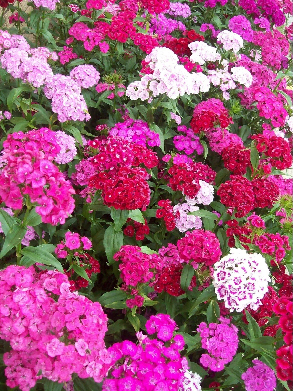 Sweet William Flower Seeds 500+ Mixed Colors Dianthus barbatus Biennial Garden Seeds