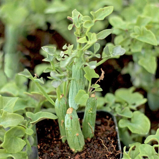 Rare Senecio Articulatus Candle Plant Cuttings - Succulent 3" Long - Unusual Indoor Plant - 2 Pack