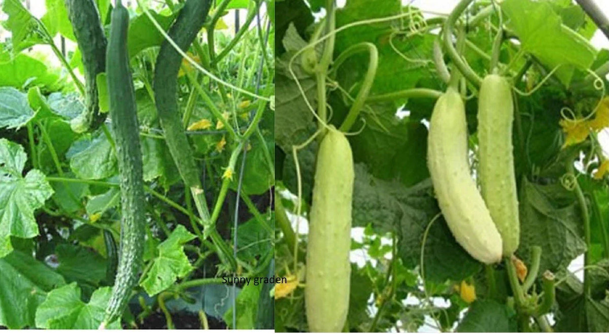Chinese Tender Cucumber Seeds - 20+ Non-GMO Asian Variety with Long Green/White Spikes