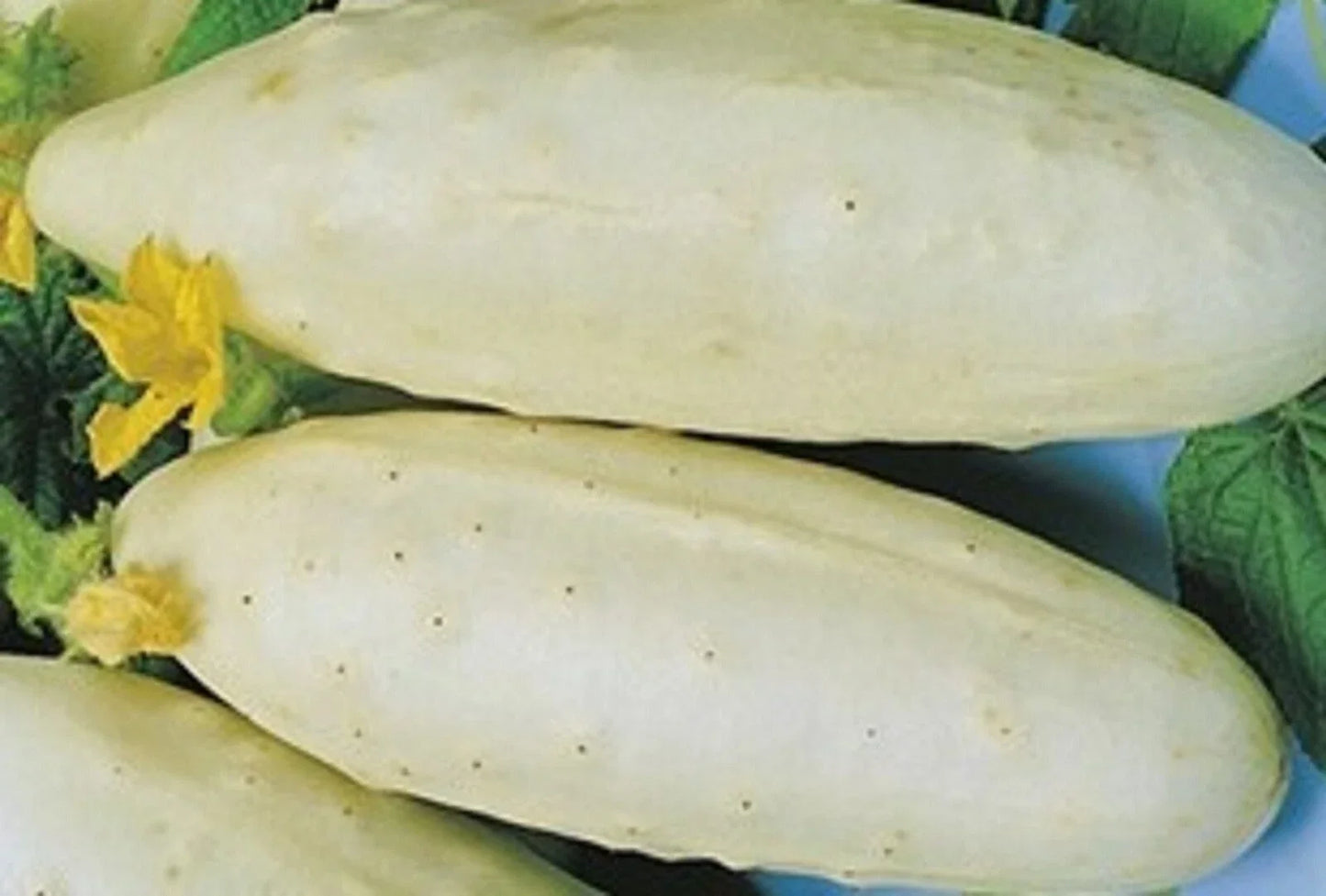 White Wonder Cucumber Seeds, Non-GMO, Cucumis sativus, Pack of 40 for Garden, Salad, Pickling, Container Planting