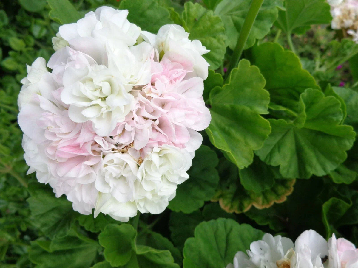 Fresh Live Geranium Starter Cuttings - White with Light Pink - Pelargonium spp.