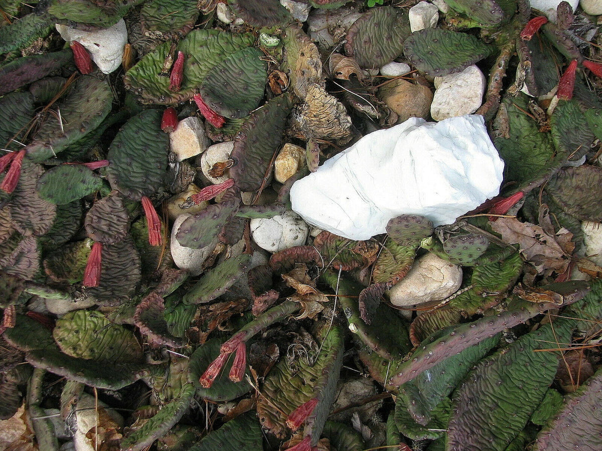 Prickly Pear Cactus 9 Pads Opuntia ficus-indica Yellow Flowers Winter Hardy Drought Tolerant Succulent