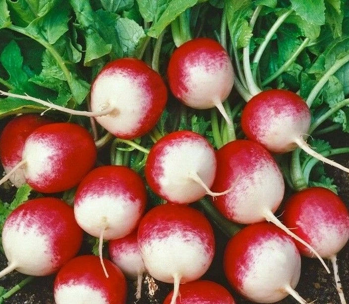 Radish Seeds 200+ Sparkler Variety, Fast-Growing Raphanus sativus for Container Gardens and Vegetables