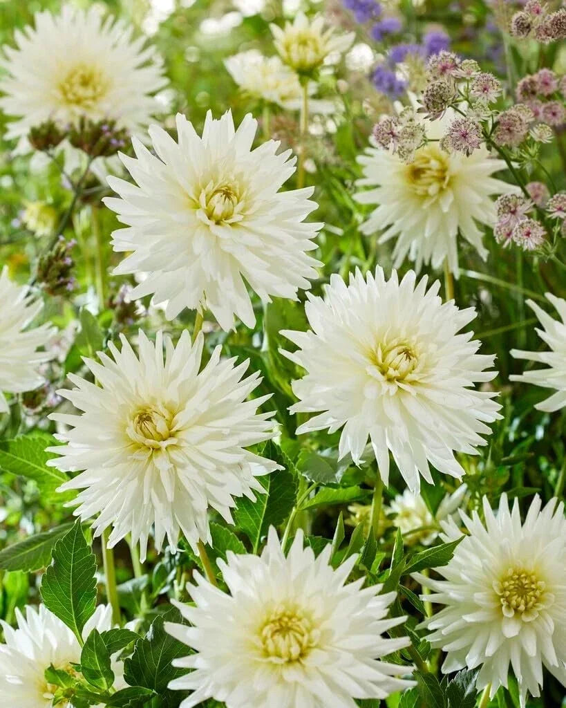 Dahlia Tubers - 3 Large 'My Love' Planting Tubers - Dahlia variabilis