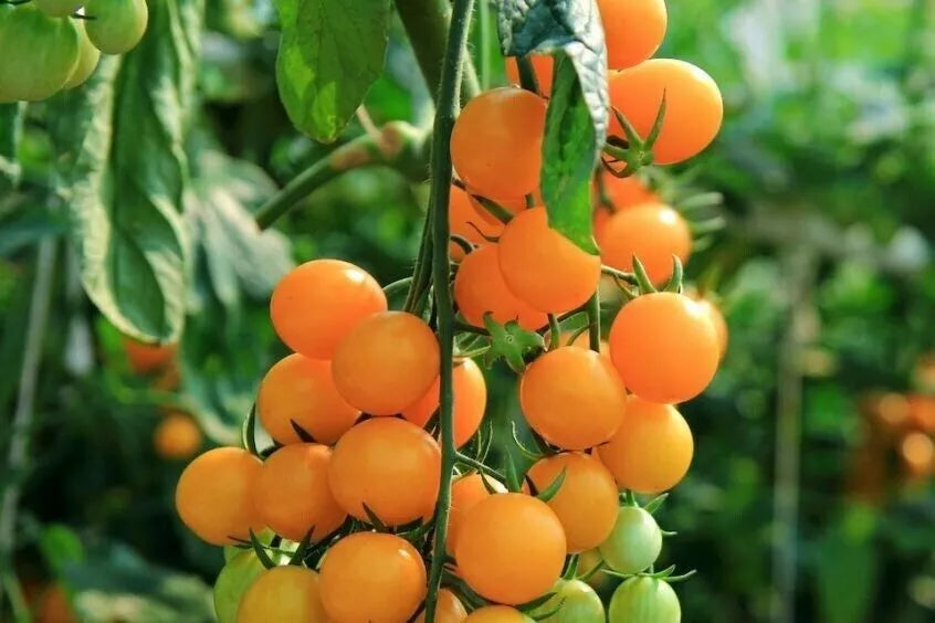 Gold Nugget Cherry Tomato Seeds - Organic Heirloom, Supersweet, Solanum lycopersicum, 30+ Seeds for Container & Garden