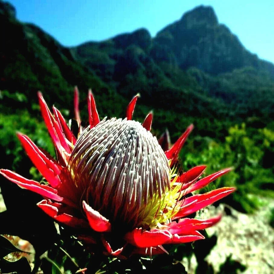 King Protea Seeds - Pack of 10 - Cynaroides - Exotic Garden Plant with 12-Inch Flowers - Protea cynaroides