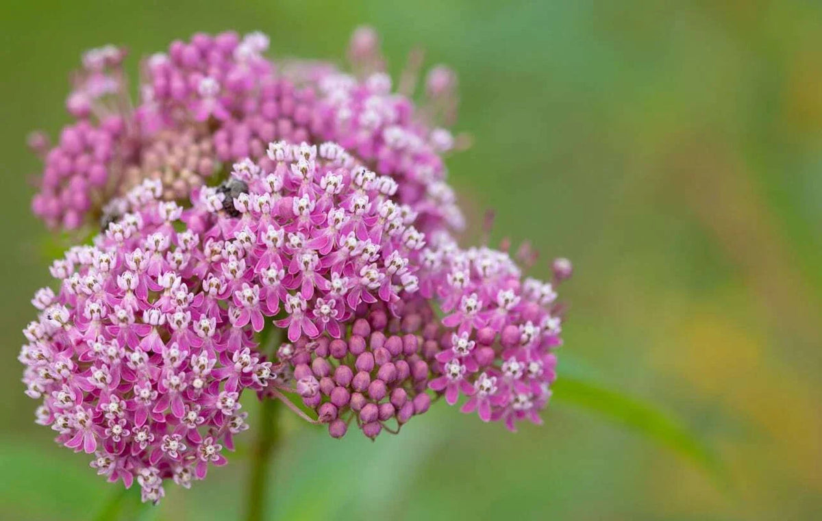 Swamp Milkweed Seeds - Native Asclepias incarnata for Pollinator Gardens - Easy to Grow, Pink Flowers, Attracts Butterflies