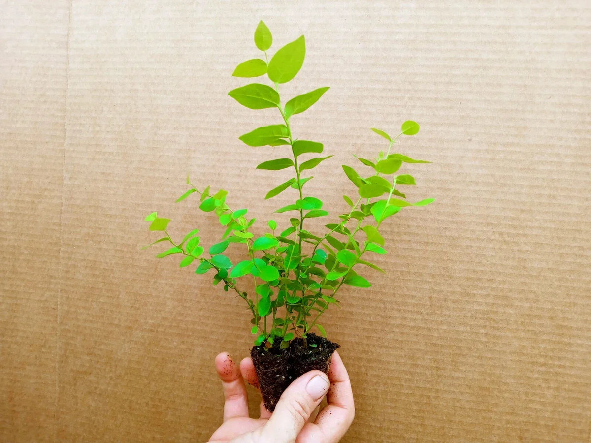 Blueberry Starter Plants Sunshine Blue Variety - Set of 2 Pesticide Free Zones 5-10