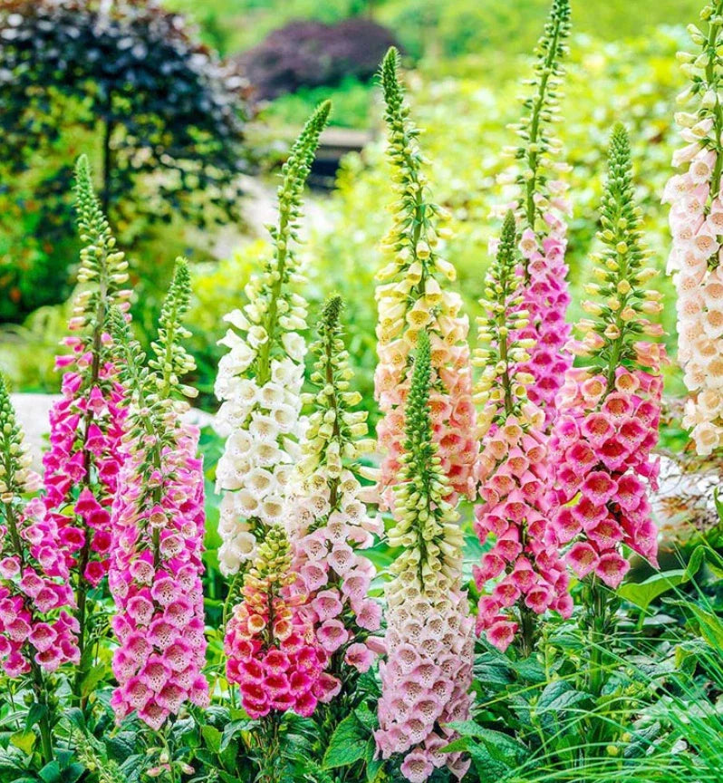 Foxglove Seeds Excelsior Mix – Digitalis purpurea Biennial Non-GMO 500 Seeds for Sun & Shade Gardens