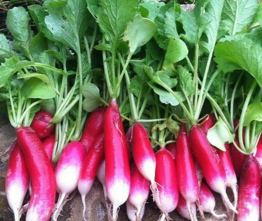 Radish Seeds 200+ French Breakfast Raphanus sativus Heirloom Vegetable for Garden, Salad, and Cooking