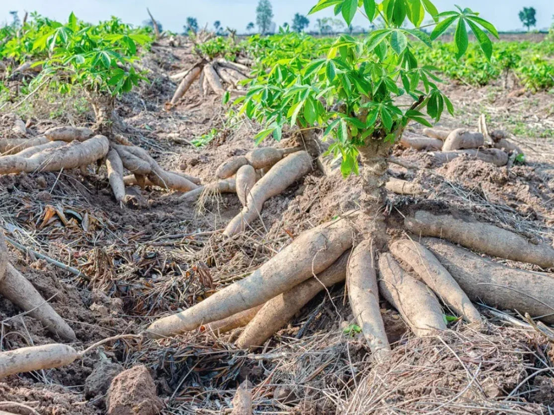 Set of 5 Yuca Cassava Plant Cuttings, Manihot esculenta, Sweet Yuca Roots, Perennial, Full Sun, Tropical Gardening
