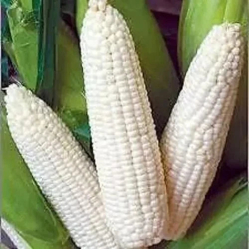 Non-GMO Heirloom White Corn Seeds - Organic Truckers Favorite Zea mays for Gardening & Farming