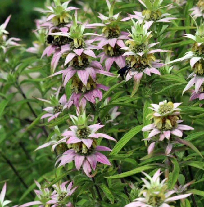 Bee Balm Seeds - Spotted Variety - Non-GMO Pollinator Attractant - Monarda punctata - 300 Count