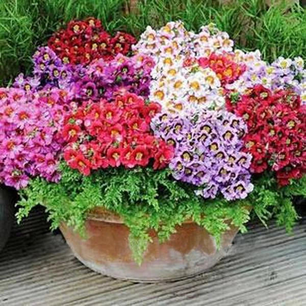 Schizanthus Butterfly Flower Seeds – Colorful Orchid-like Blooms for Sunny Windows & Garden Beds – Schizanthus pinnatus