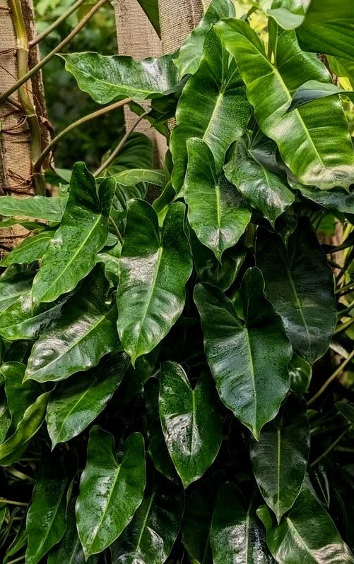 Philodendron 'Burle Marx' Potted Plant with Roots, Indoor Tropical Houseplant, Easy Care, Air Roots, Green Foliage
