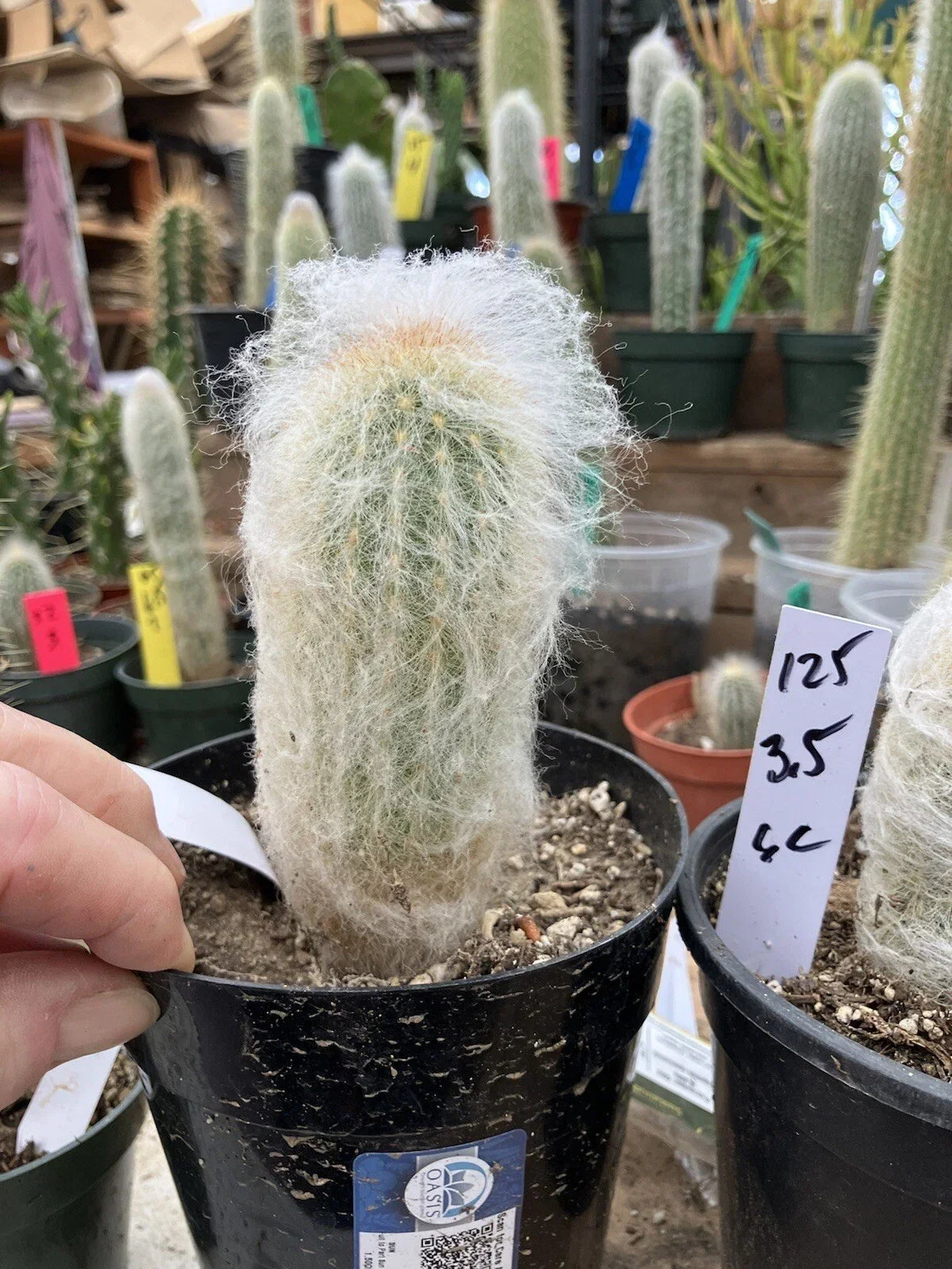 Espostoa lanata Cactus - 3.5" Potted Succulent with White Woolly Fuzzy Appearance - Old Man of the Mountain Plant