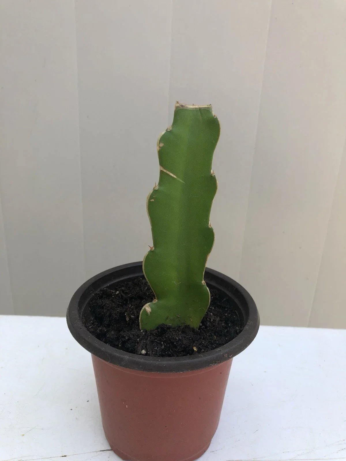 Dragon Fruit Cutting in Pot | Pitaya Cactus | Hylocereus undatus | Ready to Plant for Indoor & Outdoor Garden