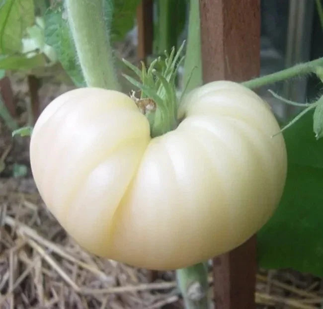 Great White Beefsteak Tomato Seeds - Organic Heirloom Non-GMO, Large Slicing Tomatoes, Solanum lycopersicum, 30+ Seeds