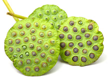 Sacred Lotus Flower Seeds - 15 Seeds, Aquatic Plant, Nelumbo nucifera, Ideal for Water Gardens and Ponds