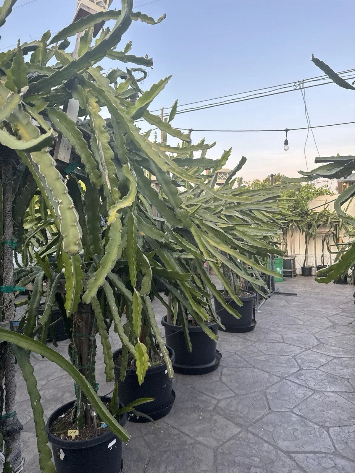 Dragon Fruit Cuttings 20-26 Inches Long, Hylocereus spp., Unknown Varieties, Climbing Cactus for Garden or Indoor Planting
