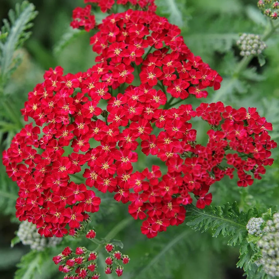 Red Yarrow Seeds (Rubra) - Achillea millefolium Perennial Herb for Butterflies, Easy Grow, Full Sun, 2-3 Feet Tall