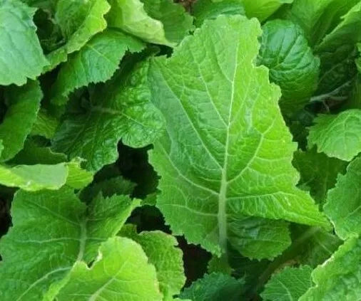 Mustard Seeds 500+ Florida Broadleaf Brassica juncea Vegetable Garden Leafy Greens