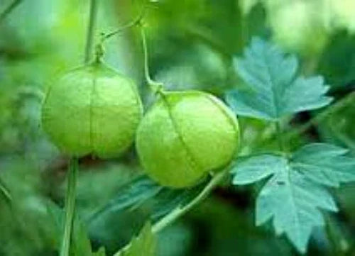 Balloon Vine Seeds, Love in a Puff Vine, Cardiospermum halicacabum, Climbing Annual, 20 Seeds