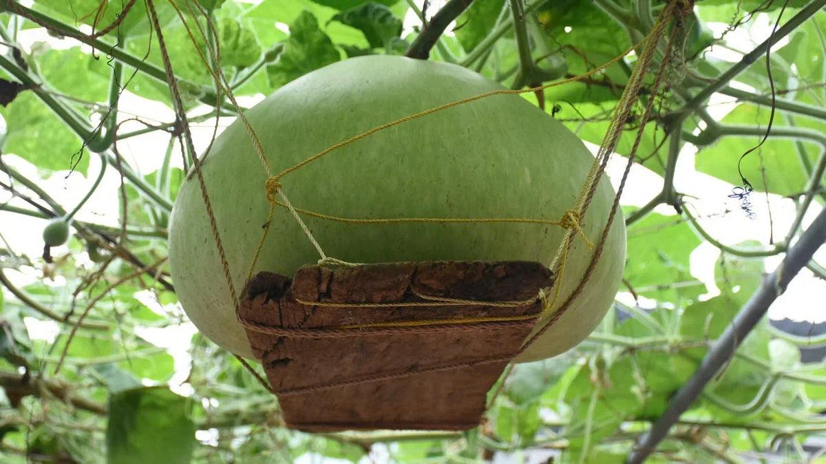 Giant Round Gourd Seeds, Organic Non-GMO, High Yield, Lagenaria siceraria, Vining Annual for Ornamental & Culinary Use