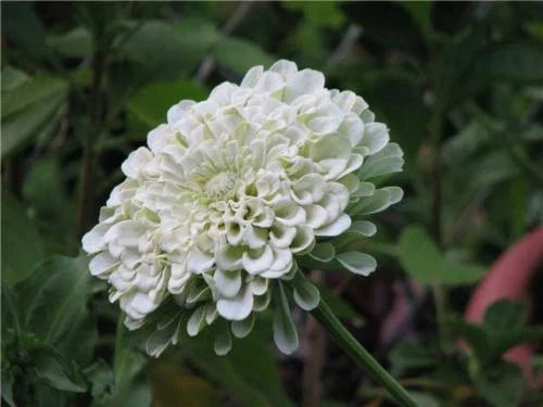 Zinnia Seeds Pack of 170 - Polar Bear White Flowers - Zinnia elegans - Butterfly Attracting, Summer Blooming, Easy to Grow