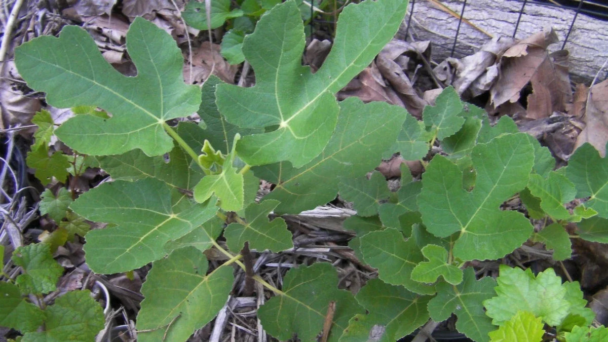 Organic Ground Fig Leaves 2 oz for Cooking & Tea | Ficus carica | Medicinal & Culinary Herb