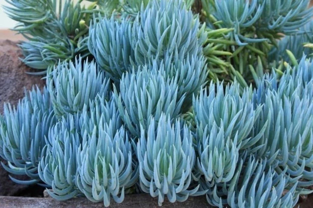 Blue Chalk Sticks Succulent Cutting - Senecio mandraliscae - Easy Care Indoor Outdoor Plant