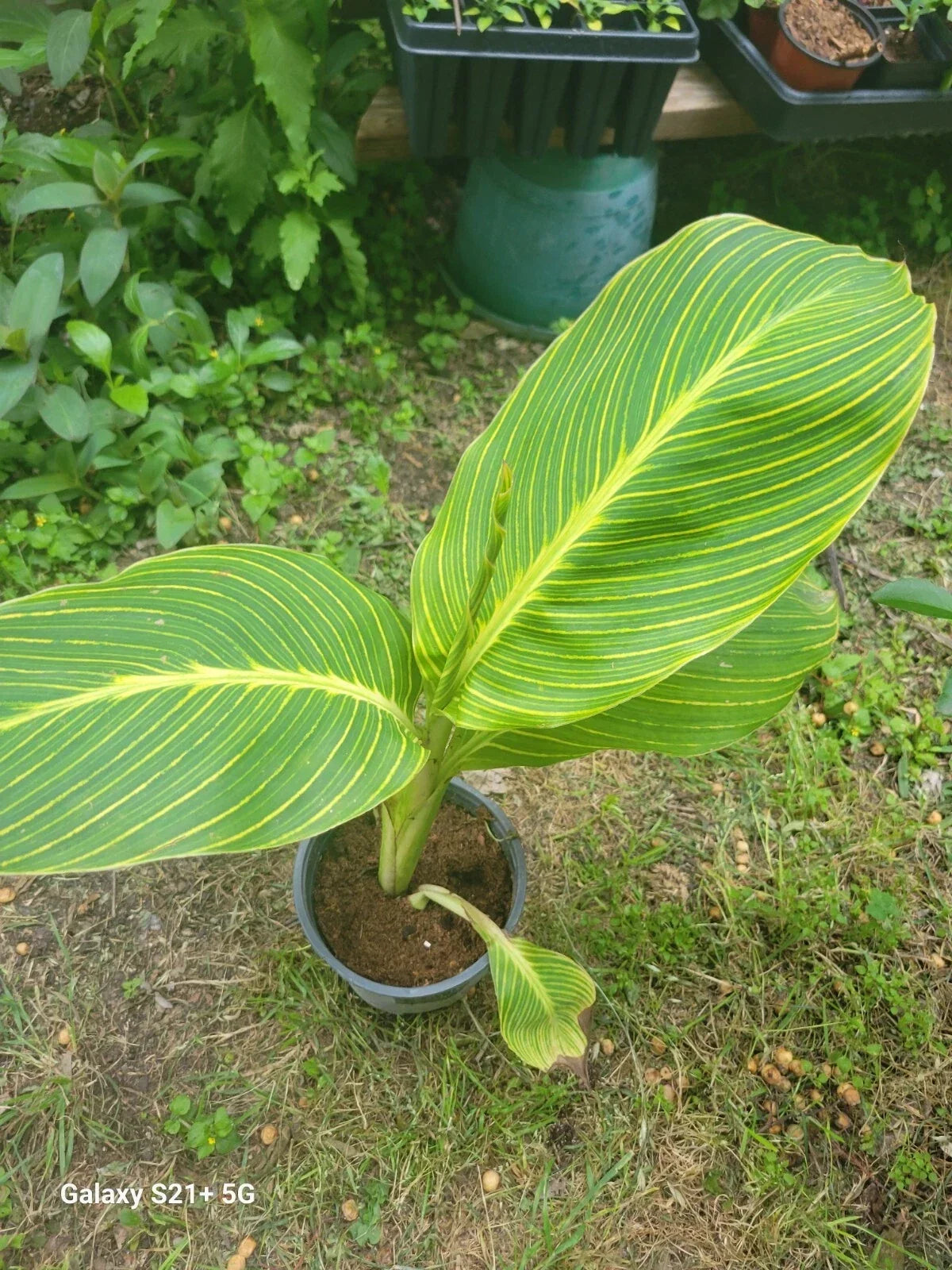 Tiger Stripe Canna Lily Plant in 1 Gallon Pot, Exotic Foliage, Vibrant Blooms, Canna indica
