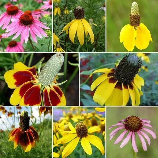 Coneflower Seeds - Conehead Mix Echinacea purpurea Perennial Seeds for Gardens, Attracts Finches, Summer to Fall Bloom