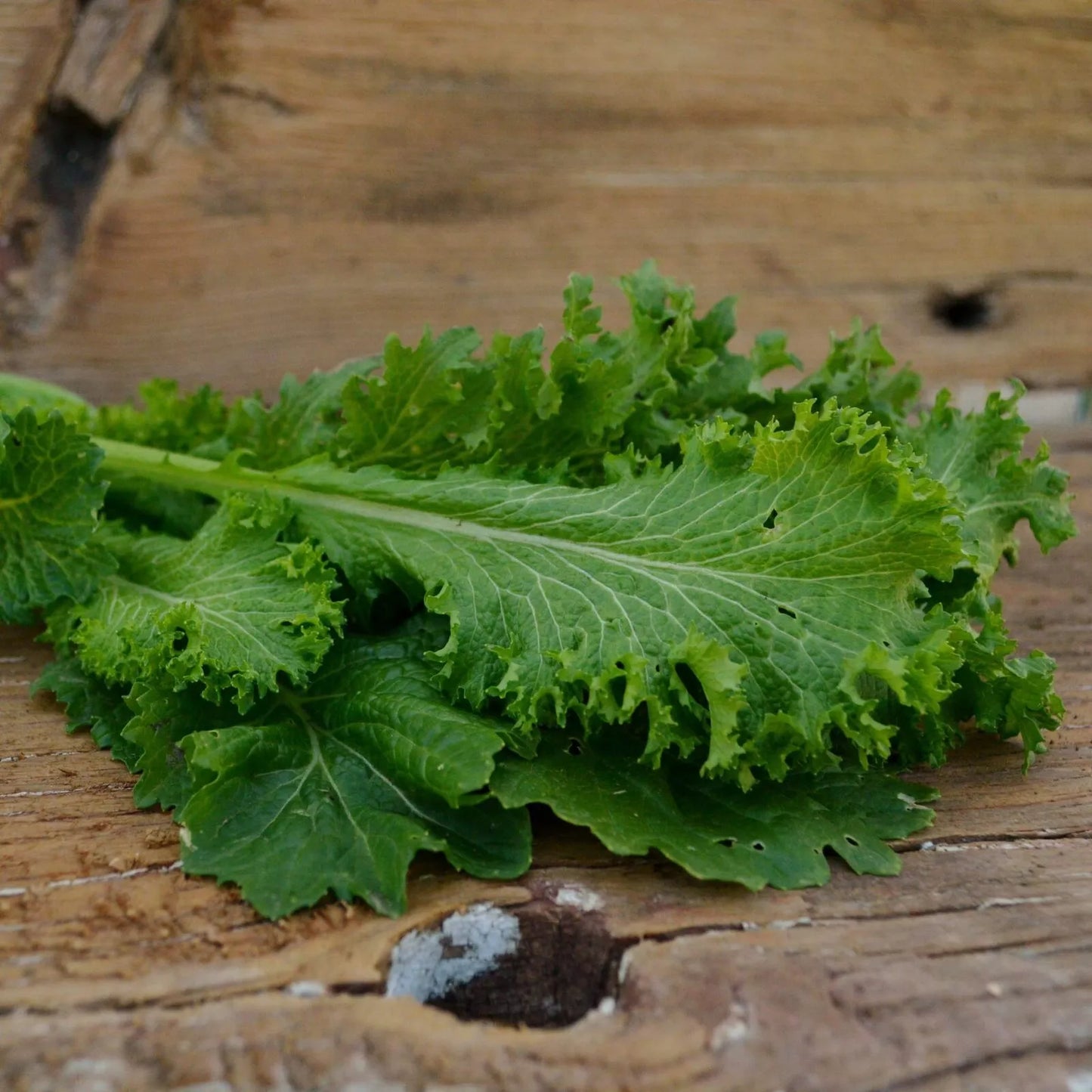 Giant Curled Mustard Seeds Pack | Brassica juncea | Non-GMO, USA Grown, 300+ Seeds for Garden, Indoor & Outdoor Cultivation