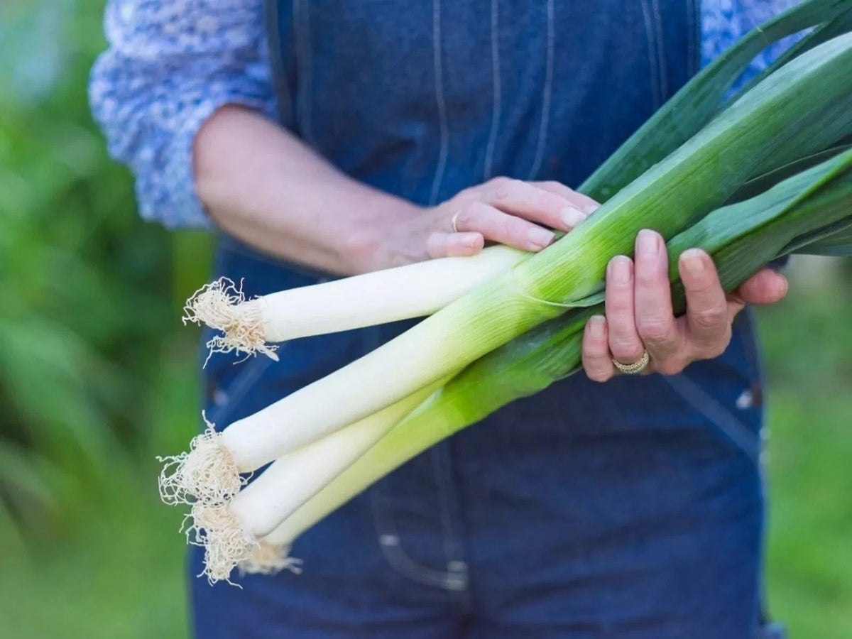 Large American Flag Leek Onion Seeds – Organic Heirloom Non-GMO, 500+ Seeds for Home Gardening, Allium ampeloprasum