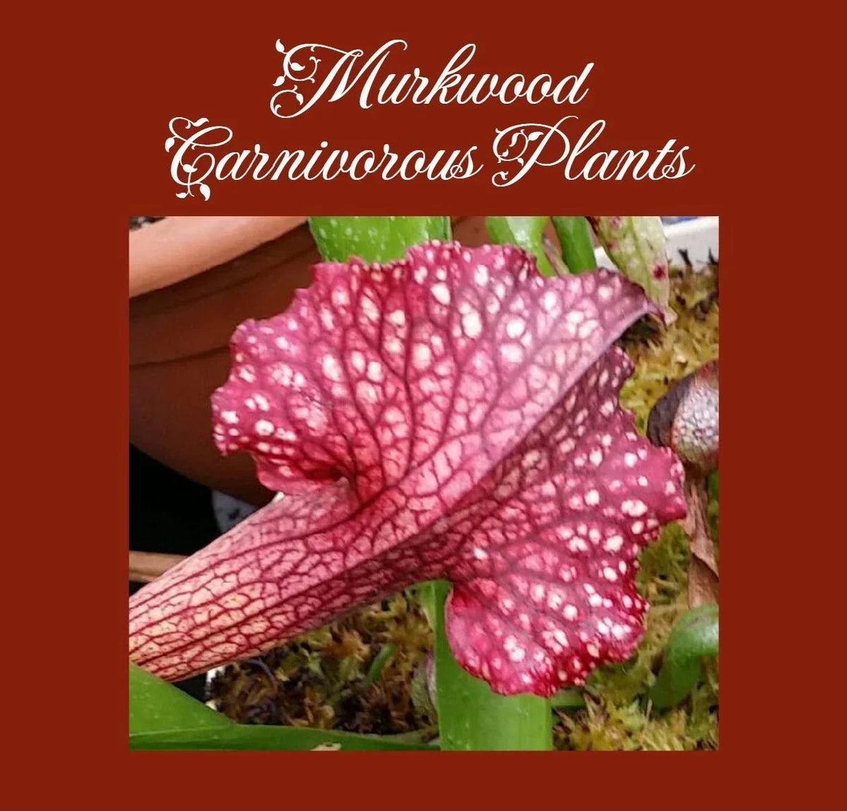 Rare Sarracenia Persian Rug Cultivar Live Pitcher Plant - Unique Carnivorous Plant for Collectors