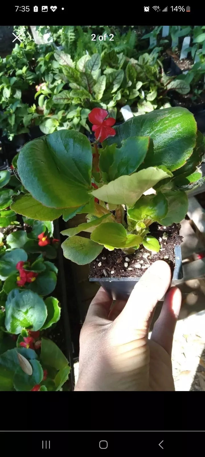 Red Dragon Wing Begonia Live Plant - 2.5 Inch Pot - Houseplant - Begonia x erythrophylla - Indoor Foliage