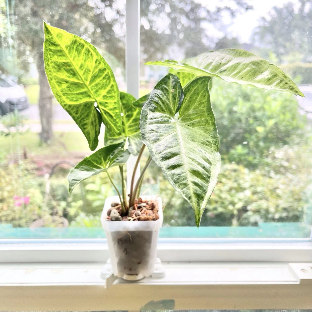 Syngonium Batik Plant - Potted Houseplant - Variegated Leaves - Syngonium podophyllum 'Batik'