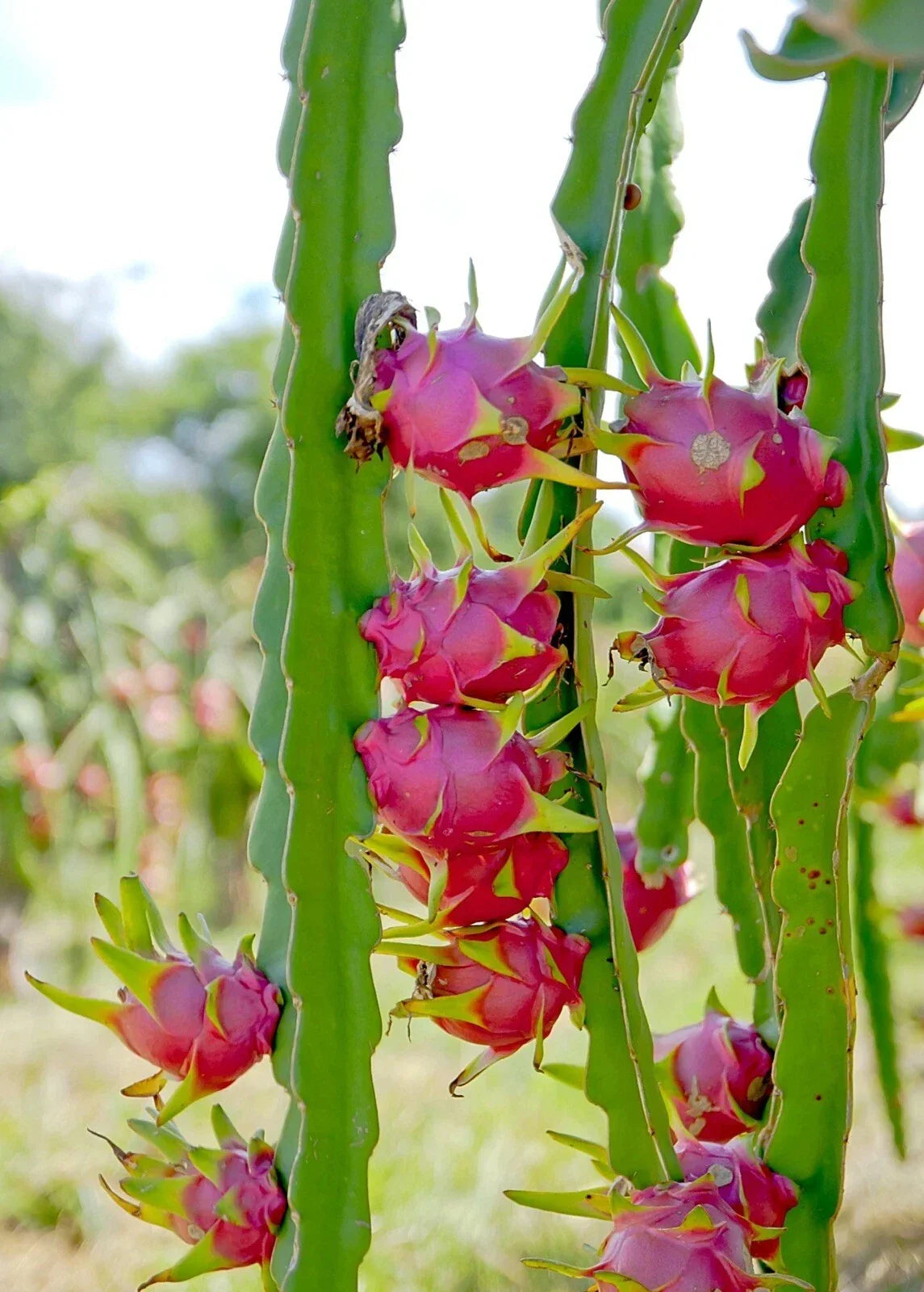 Unrooted White Dragon Fruit Cutting – Hylocereus undatus – Exotic Fruit Plant Propagation for Garden or Indoor Use