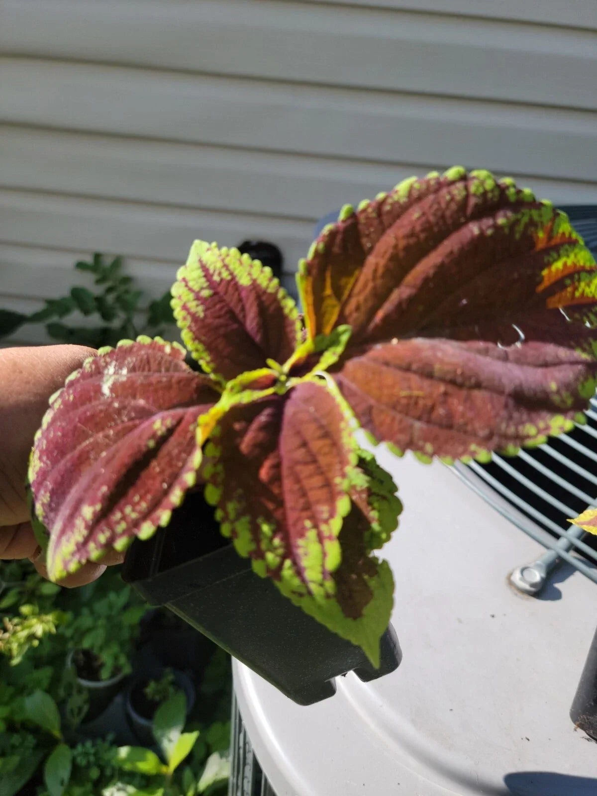 Purple Coleus Live Plant in 2.5" Pot, Vibrant Purple Foliage, Coleus blumei, Indoor & Outdoor Garden Plant