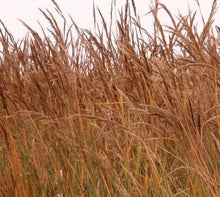 Indian Grass Seeds - 600+ Ornamental Perennial Plants - Native Grass Seed for Garden (Sorghastrum nutans)