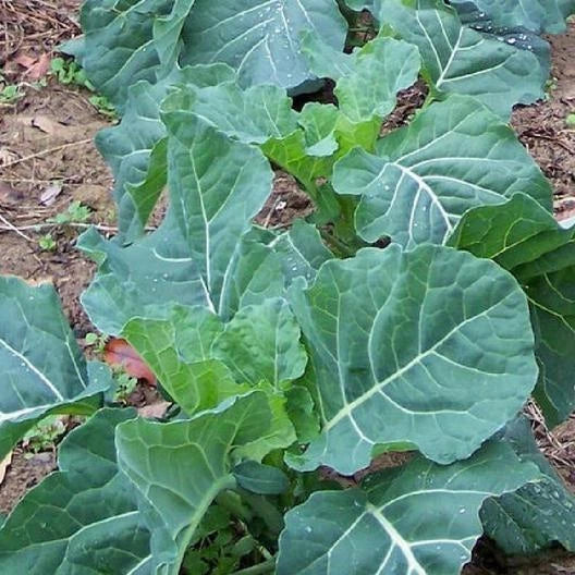 Georgia Collard Seeds - 2000 Non-GMO Heirloom Brassica oleracea var. viridis for Home Gardening