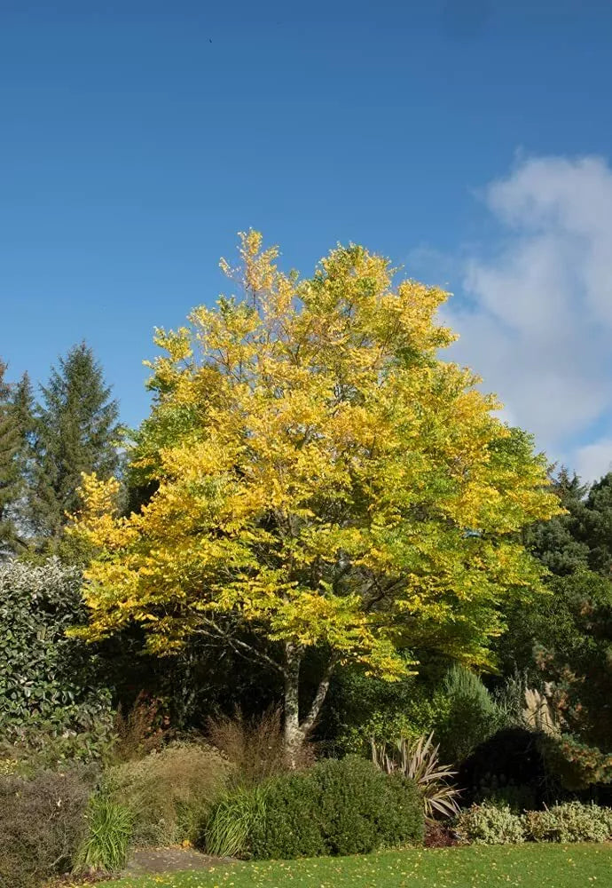 Kentucky Coffee Tree Seeds - 10 Pack - Gymnocladus dioicus - Ideal for Planting