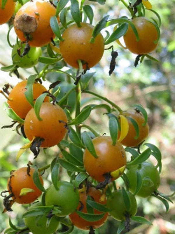 Barbados Gooseberry Seeds - 5 Rare Pereskia aculeata Cactus Seeds for Indoor & Outdoor Gardens