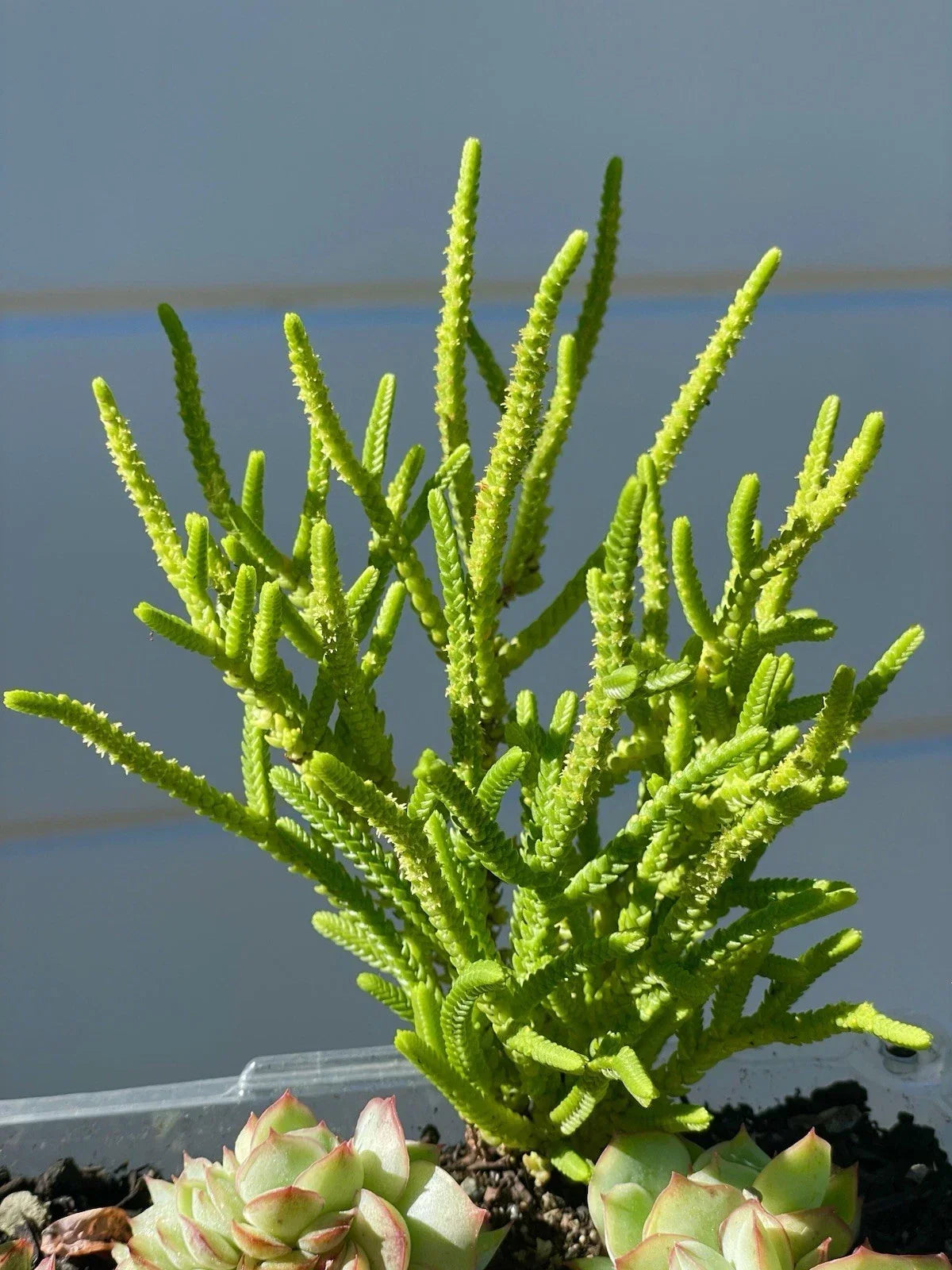 Crassula muscosa 'Watch Chain' Succulent Plant - Rare Fully Rooted Green Leafy Stems, Indoor or Outdoor, Drought Tolerant