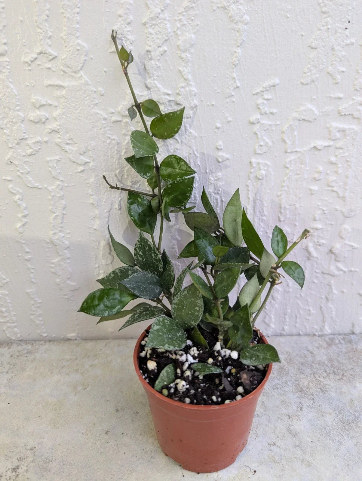 Hoya Lacunosa Live Wax Houseplant in 3 Inch Pot – Durian Perangin – Indoor Trailing Vine for Home Decor