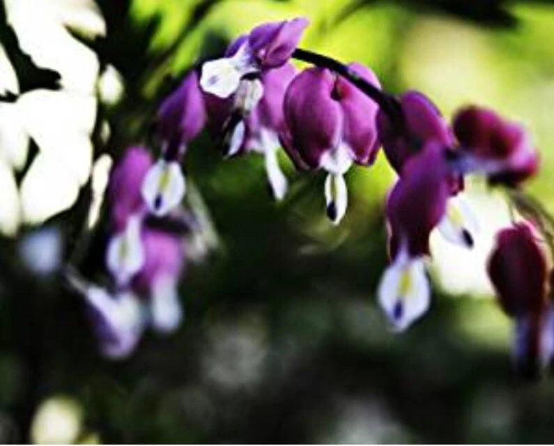Bleeding Heart Seeds - 25 Dark Purple Flower Seeds - Shade Garden Plant - Dicentra spectabilis - Perennial Seeds