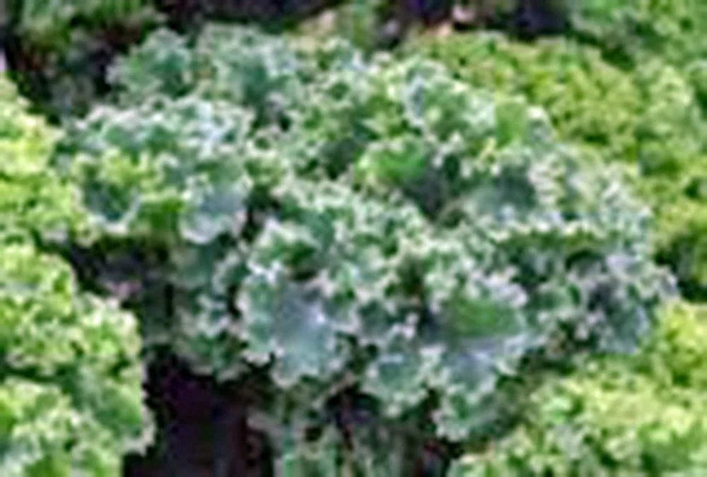 Kale Seeds Vates Blue Curled Scotch Heirloom Non-GMO Pack of 200+ Seeds for Home Gardening
